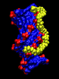 DNA-PEI